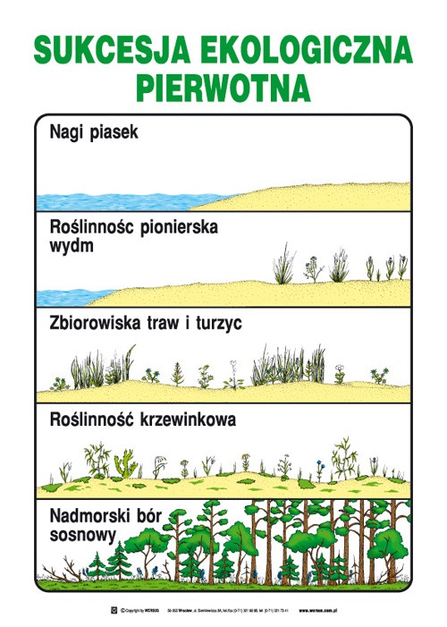 Sukcesja Ekologiczna Wtórna Biuro-media - Edukacja ekologiczna