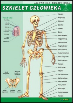 Anatomia człowieka 