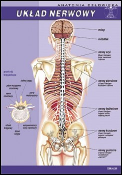 Anatomia człowieka 