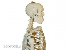 Szkielet człowieka 170 cm 