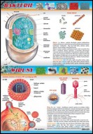 Mikrobiologia i zdrowie człowieka