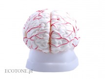  Mózg z naczyniami, model 8 częściowy 