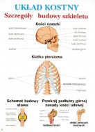 Anatomia i fizjologia człowieka 