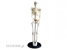 Szkielet człowieka 45 cm 