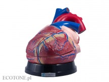 Serce model duży 