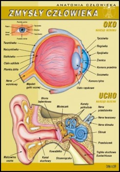 Anatomia człowieka 