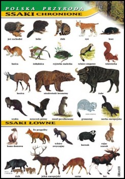 Zoologia 
