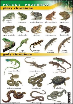 Zoologia 