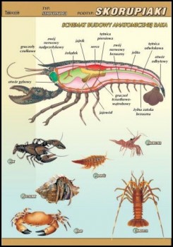 Zoologia 