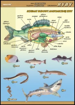 Zoologia 