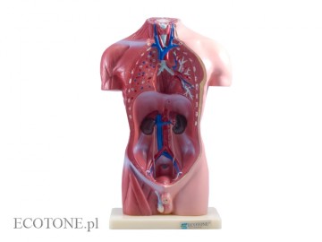 Tułów męski 42 cm wyjmowane organy 