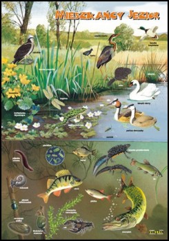 Zoologia 