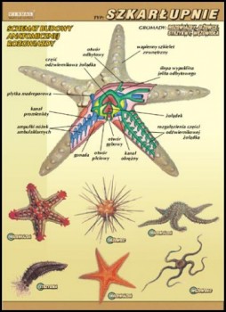 Zoologia 