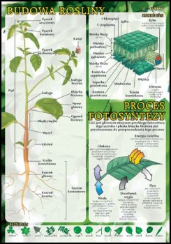 Botanika 
