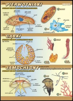 Zoologia 