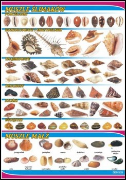 Zoologia 