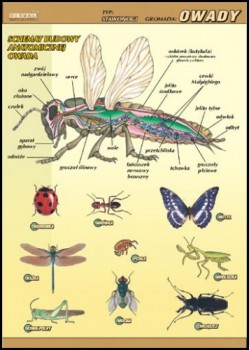 Zoologia 