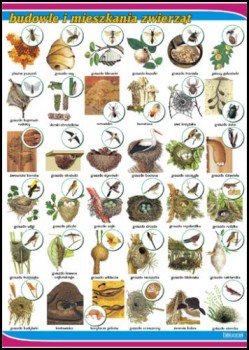 Zoologia 