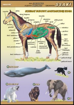 Zoologia 