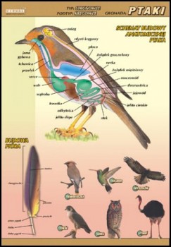 Zoologia 