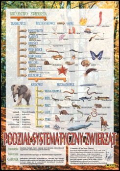 Zoologia 