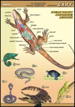 Zoologia 