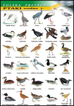 Zoologia 