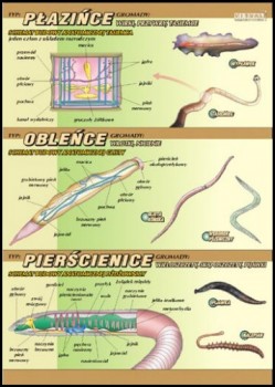 Zoologia 