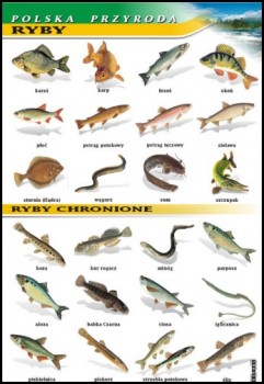 Zoologia 