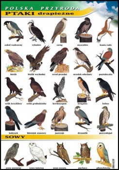 Zoologia 