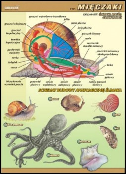 Zoologia 