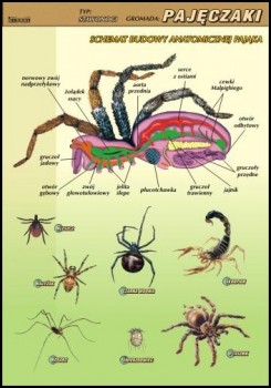 Zoologia 
