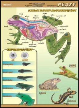 Zoologia 