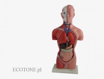 Tułów męski 42 cm wyjmowane organy 