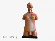Tułów człowieka unisex 45 cm (23 części) 